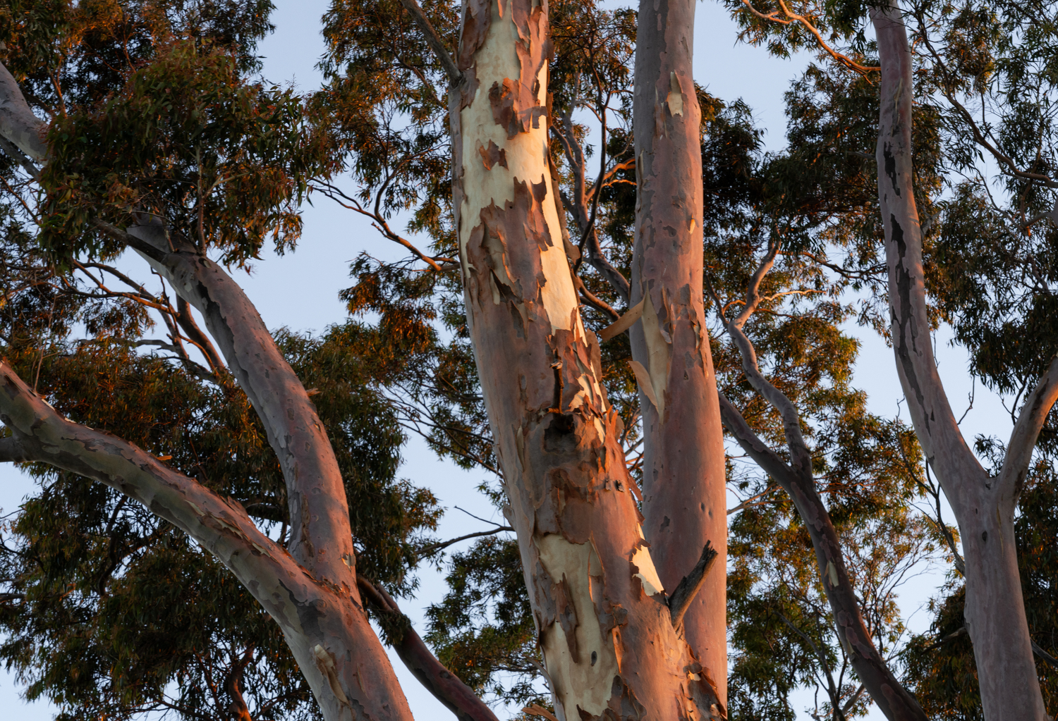 Corymbia Trees