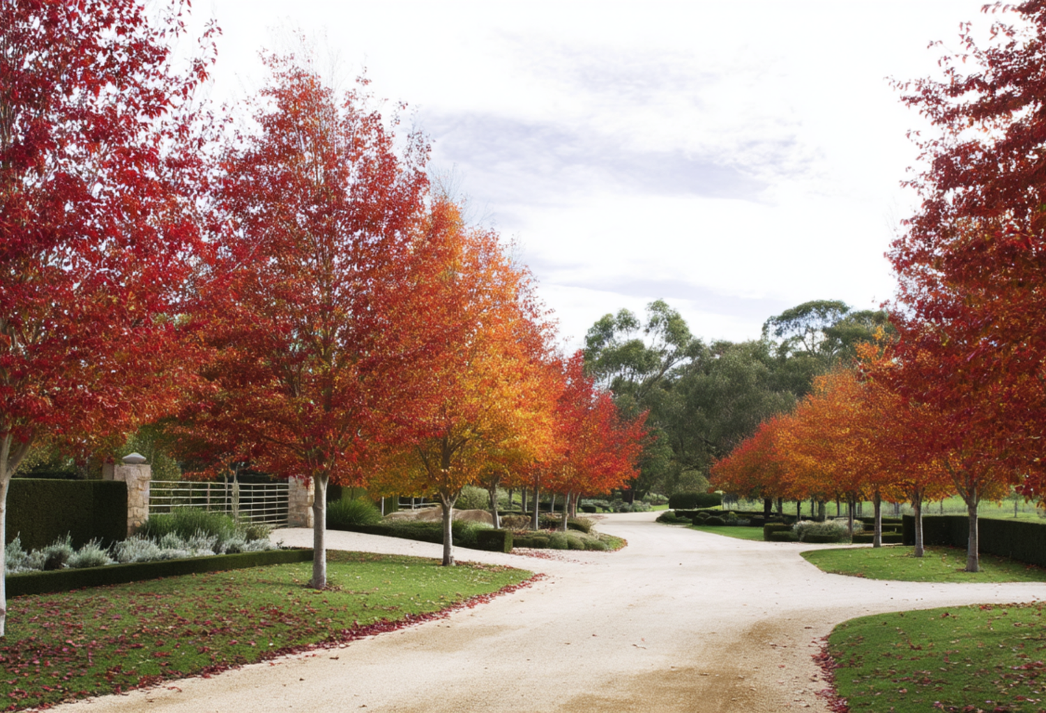 Deciduous Hedging Trees