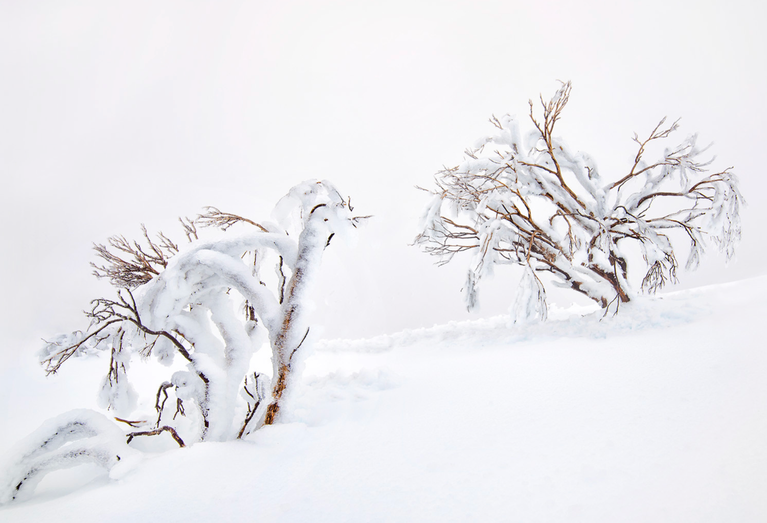 Frost Tolerant Trees