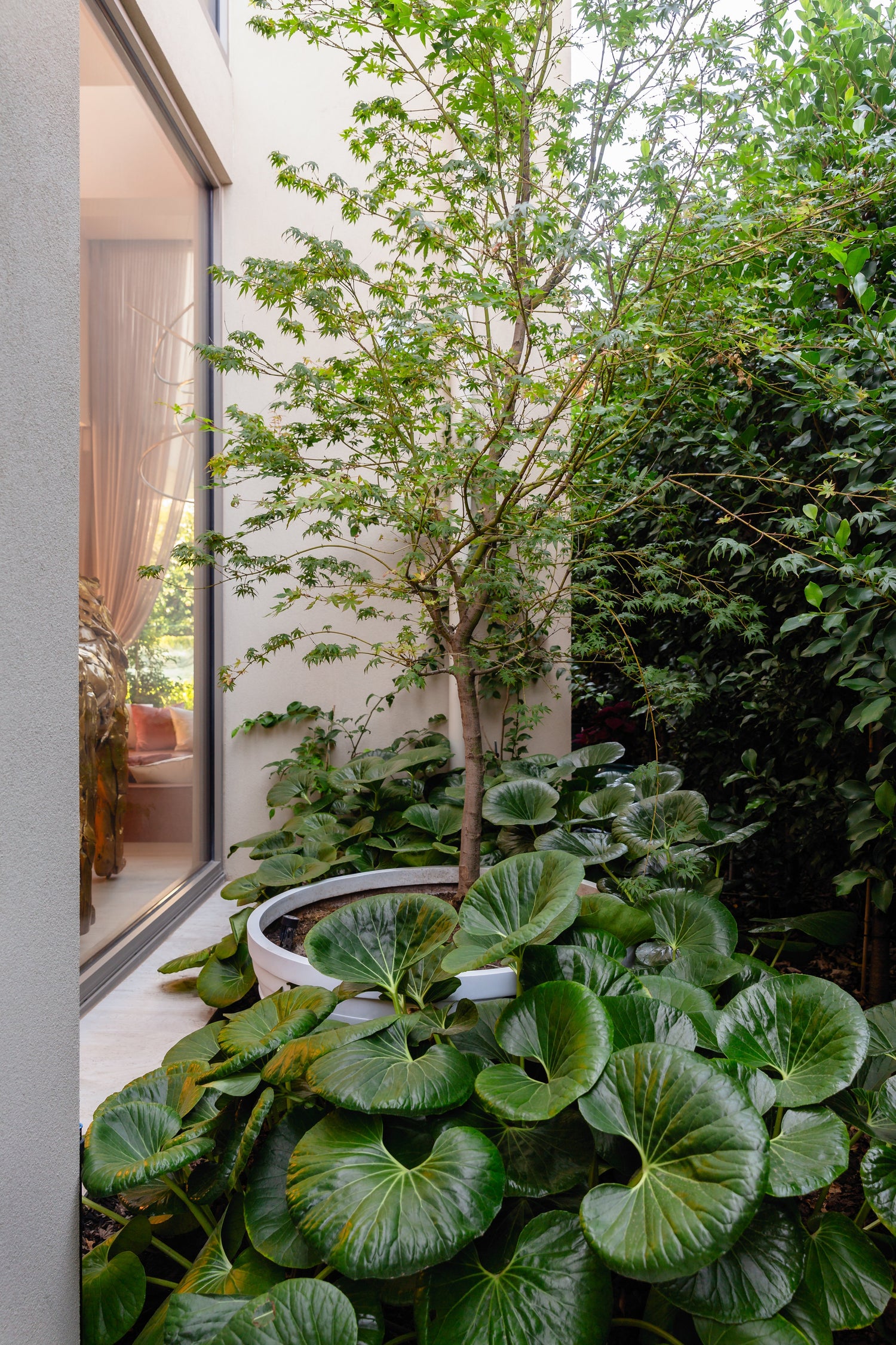 Trees That Thrive in Full Shade