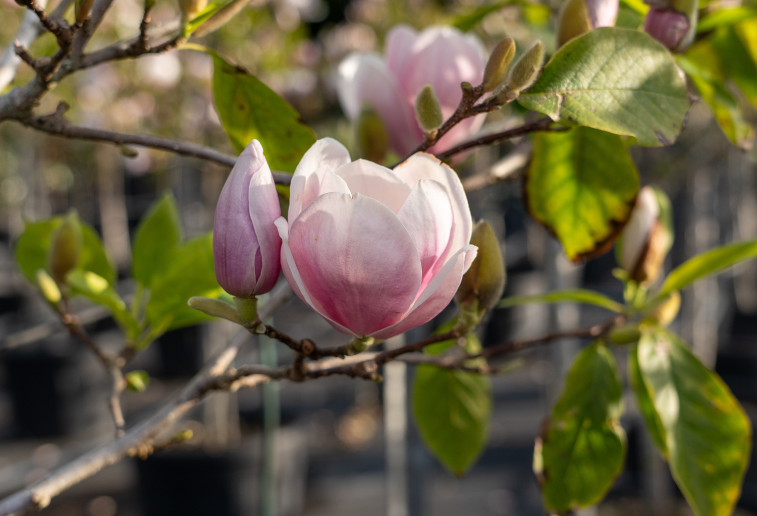 Spring Flowering Trees