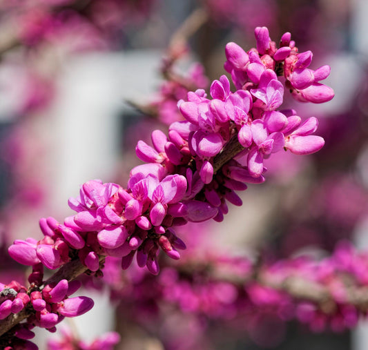 Cercis Chinensis