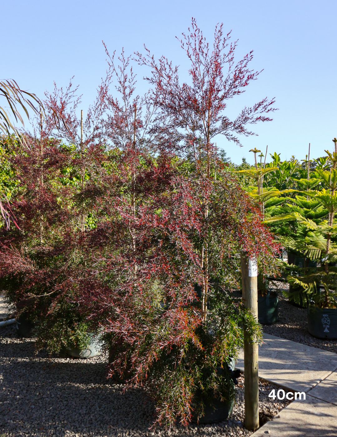 Leptospermum obovatum 'Starry Night' 40cm/45L - Evergreen Trees Direct