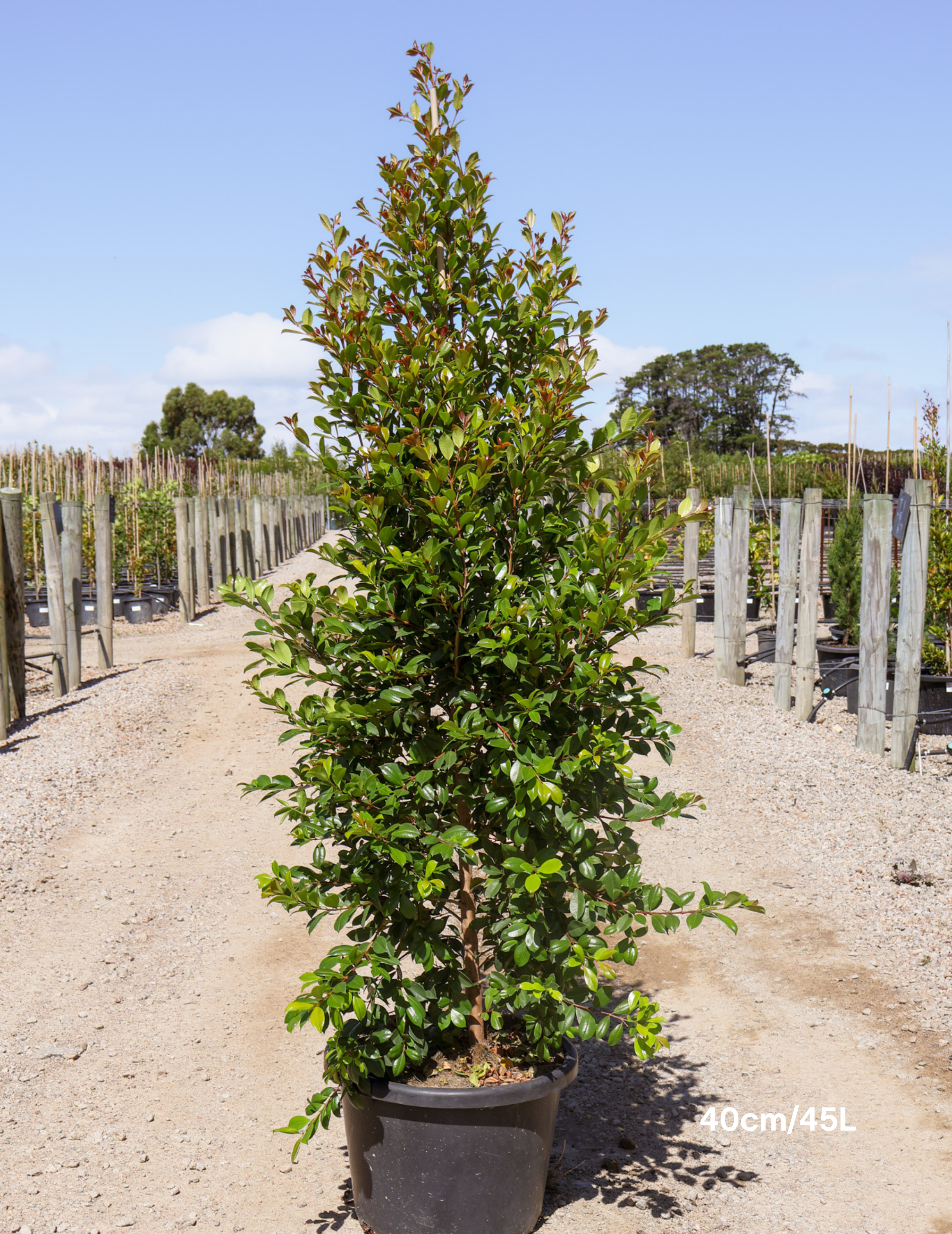 Syzygium paniculatum 'Backyard Bliss' - Lilly Pilly - Evergreen Trees Direct