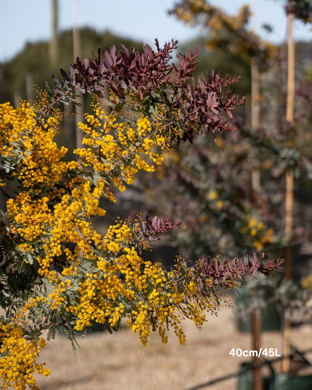Acacia baileyana 'Purpurea' - Purple-Leaf Wattle