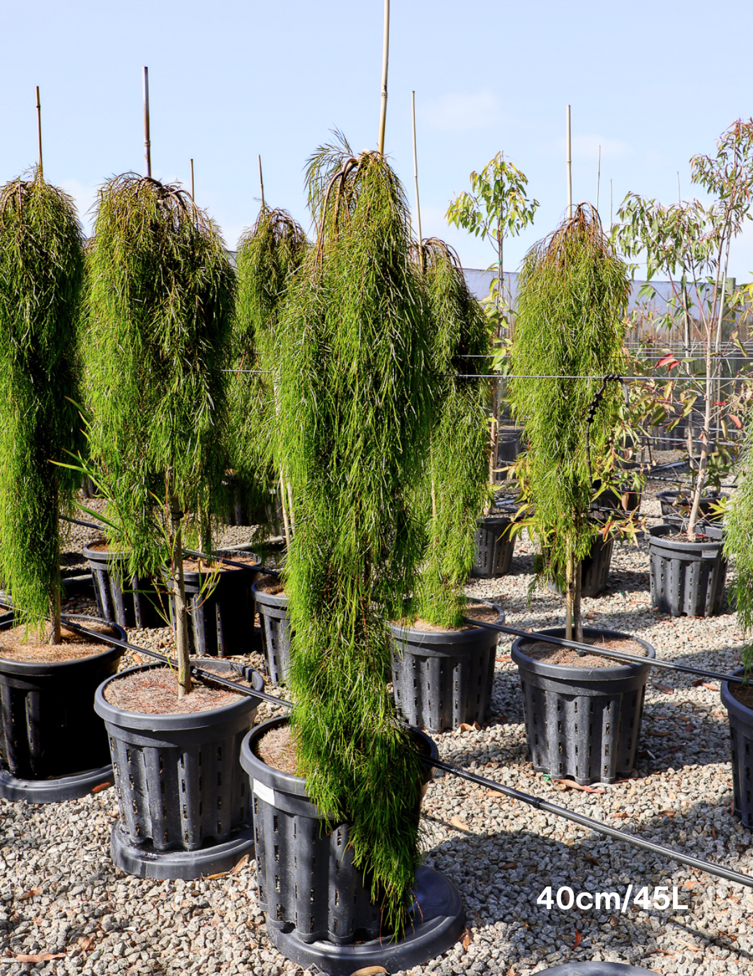 Acacia cognata 'Waterfall' Standard - Wattle - Evergreen Trees Direct