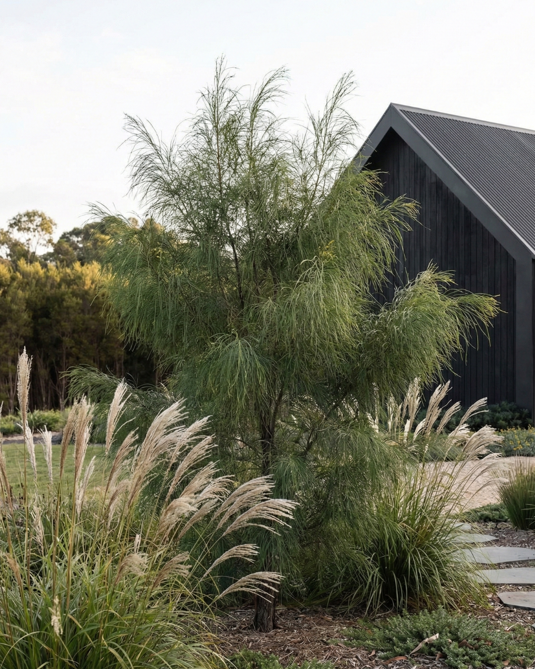 Acacia Floribunda - Gossamer Wattle