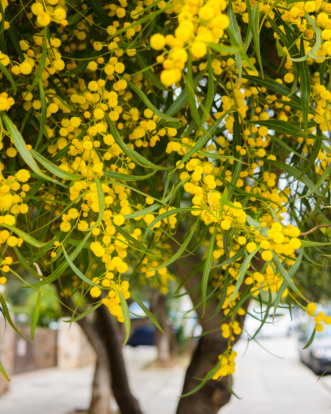 Acacia Longifolia (Sydney Golden Wattle)