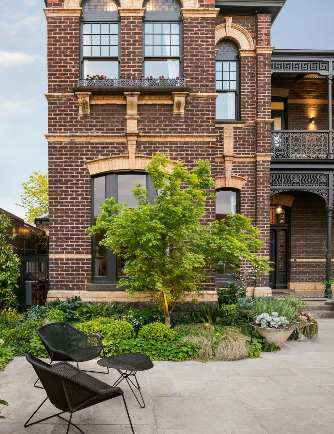 Acer palmatum - Japanese Maple - Evergreen Trees Direct