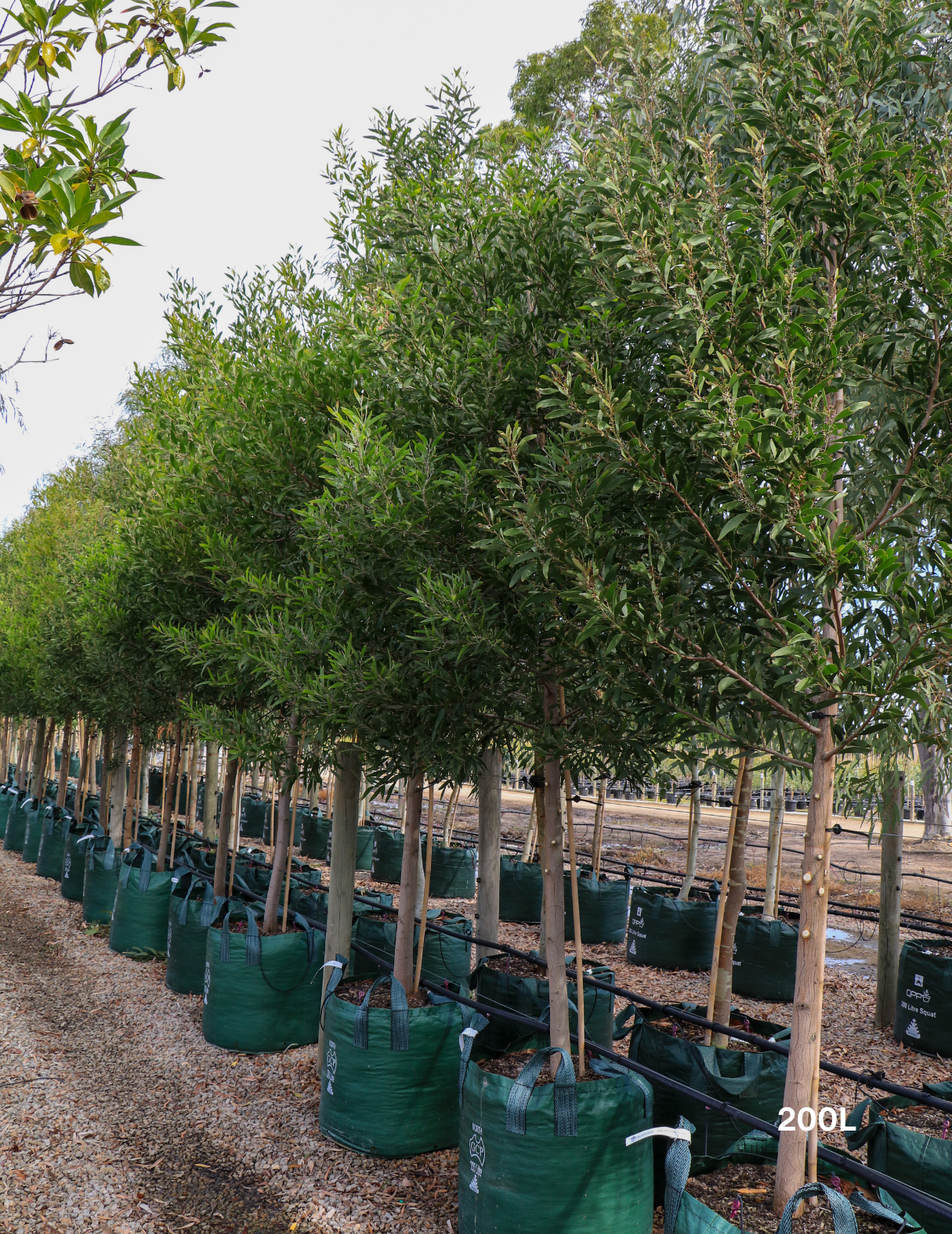 Acacia Implexa - Evergreen Trees Direct