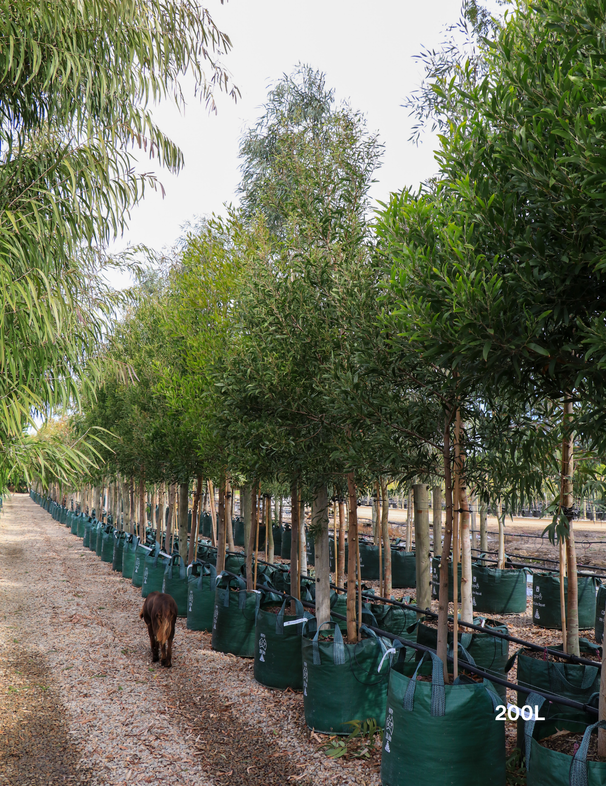 Acacia Implexa - Evergreen Trees Direct