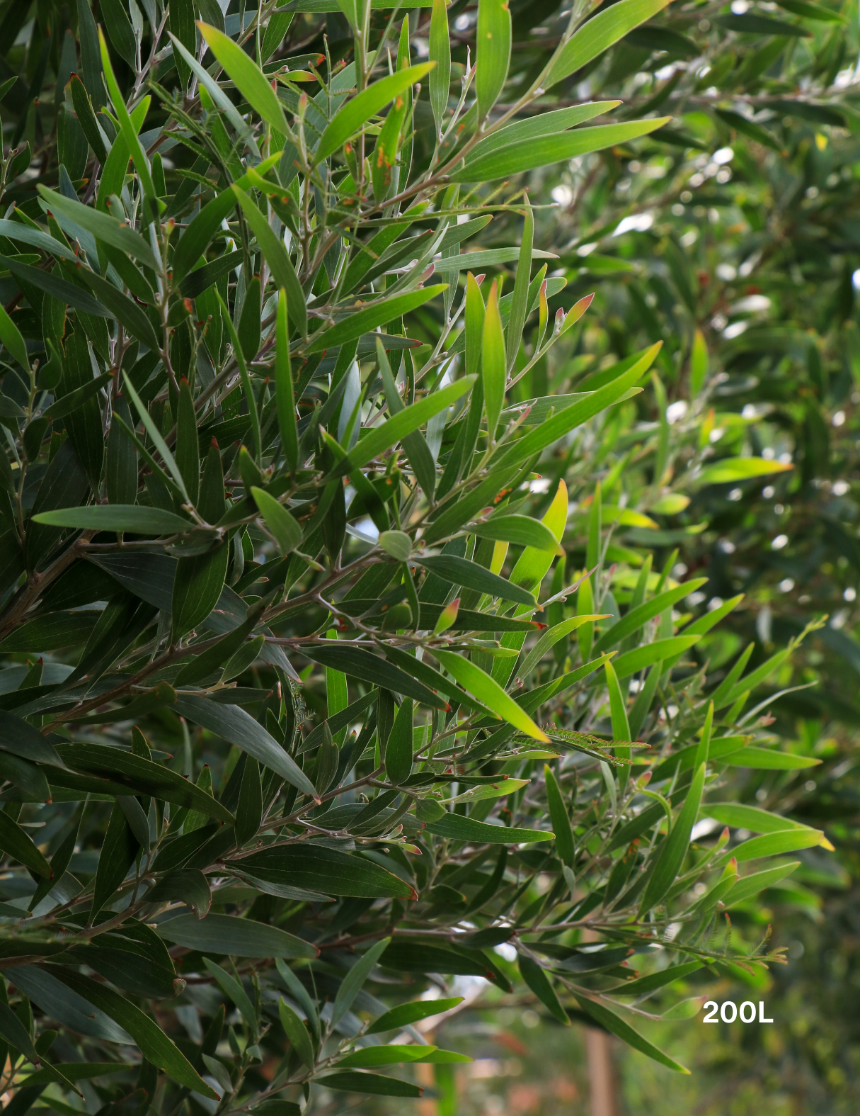 Acacia Implexa - Evergreen Trees Direct