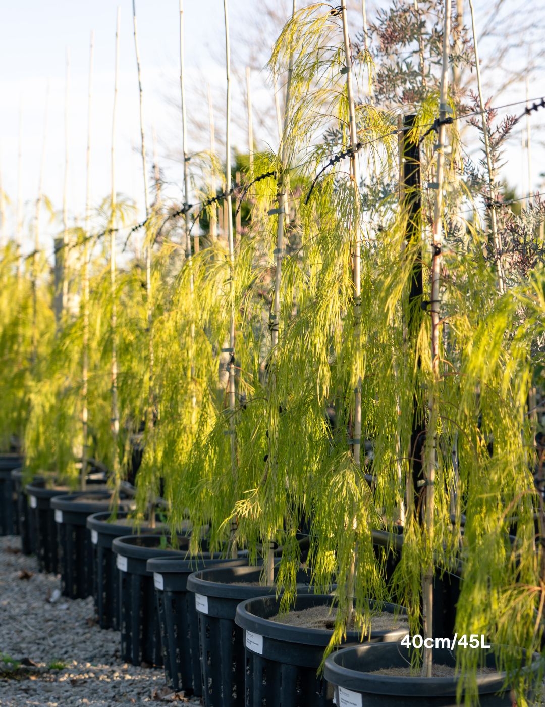 Acacia cognata 'Lime Magik' - Evergreen Trees Direct