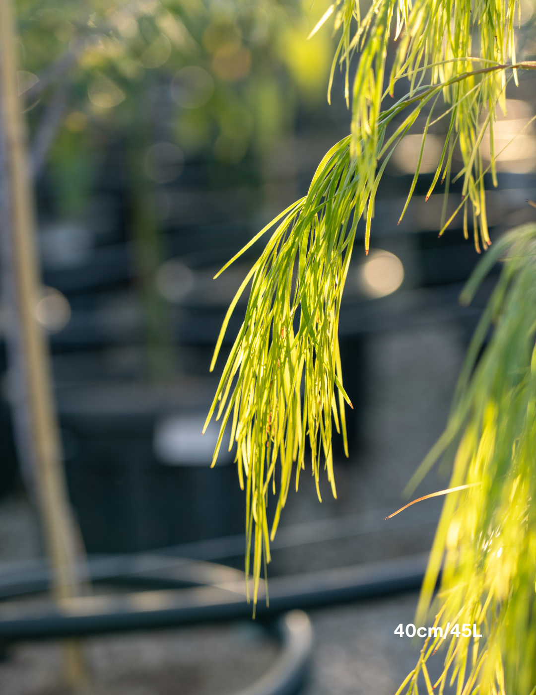 Acacia cognata 'Lime Magik' - Evergreen Trees Direct