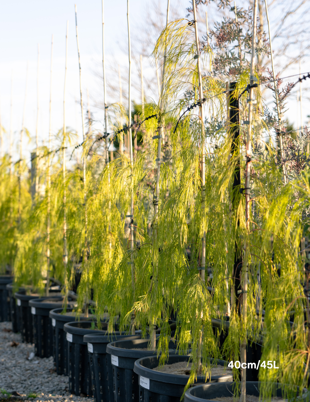 Acacia cognata 'Lime Magik' - Evergreen Trees Direct