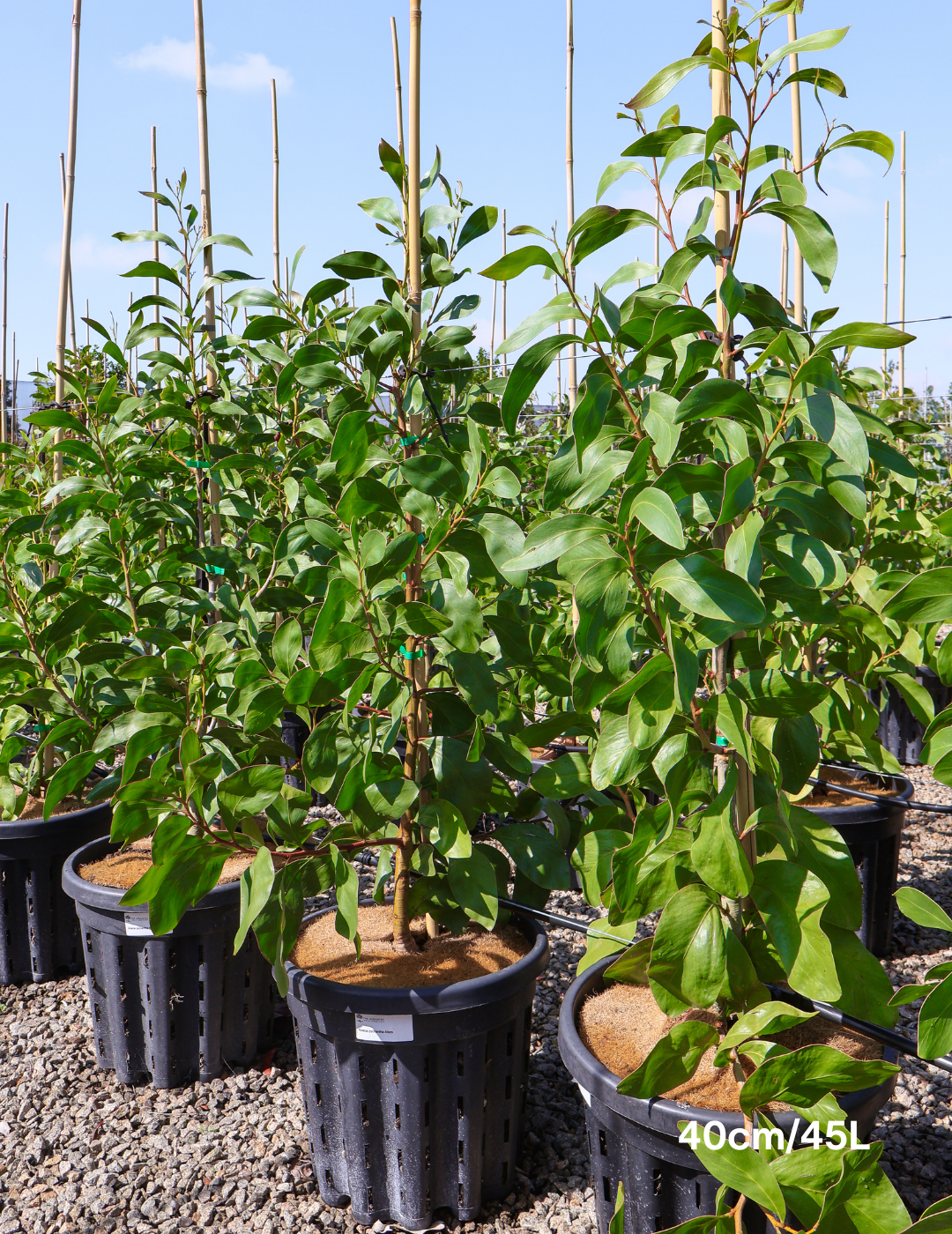 Acacia pycnantha - Golden Wattle - Evergreen Trees Direct