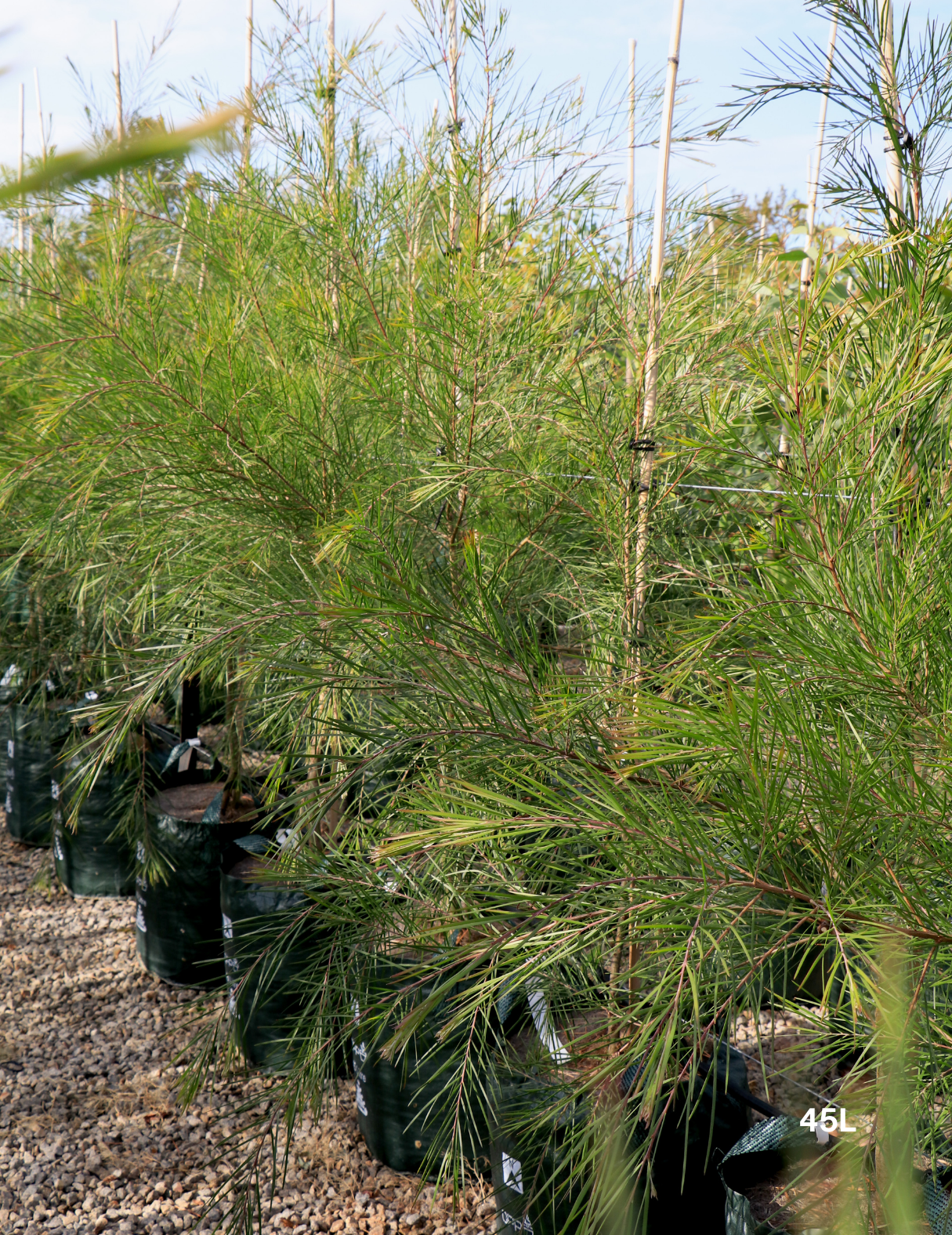 Acacia Floribunda - Evergreen Trees Direct