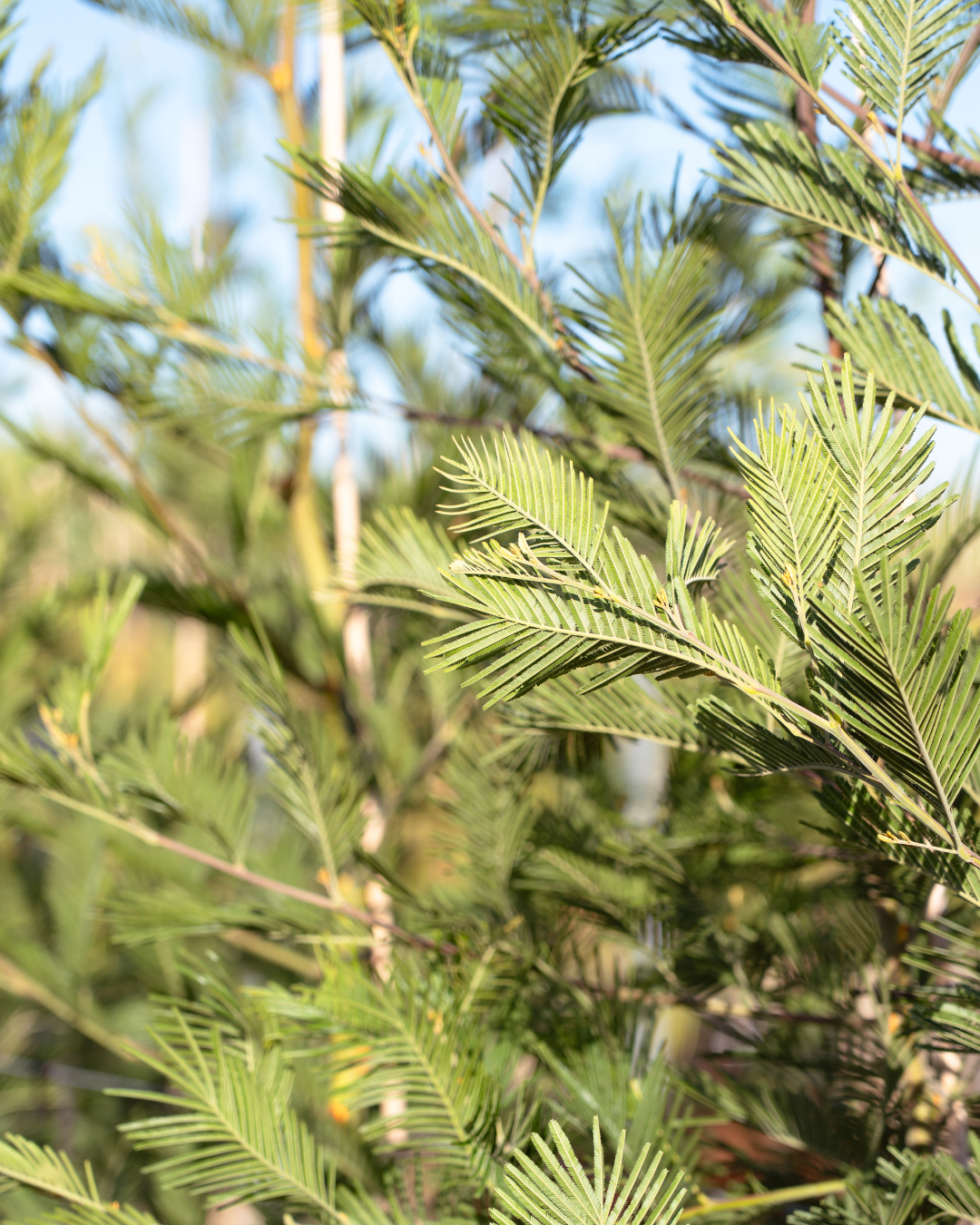 Acacia Mearnsii - Black Wattle