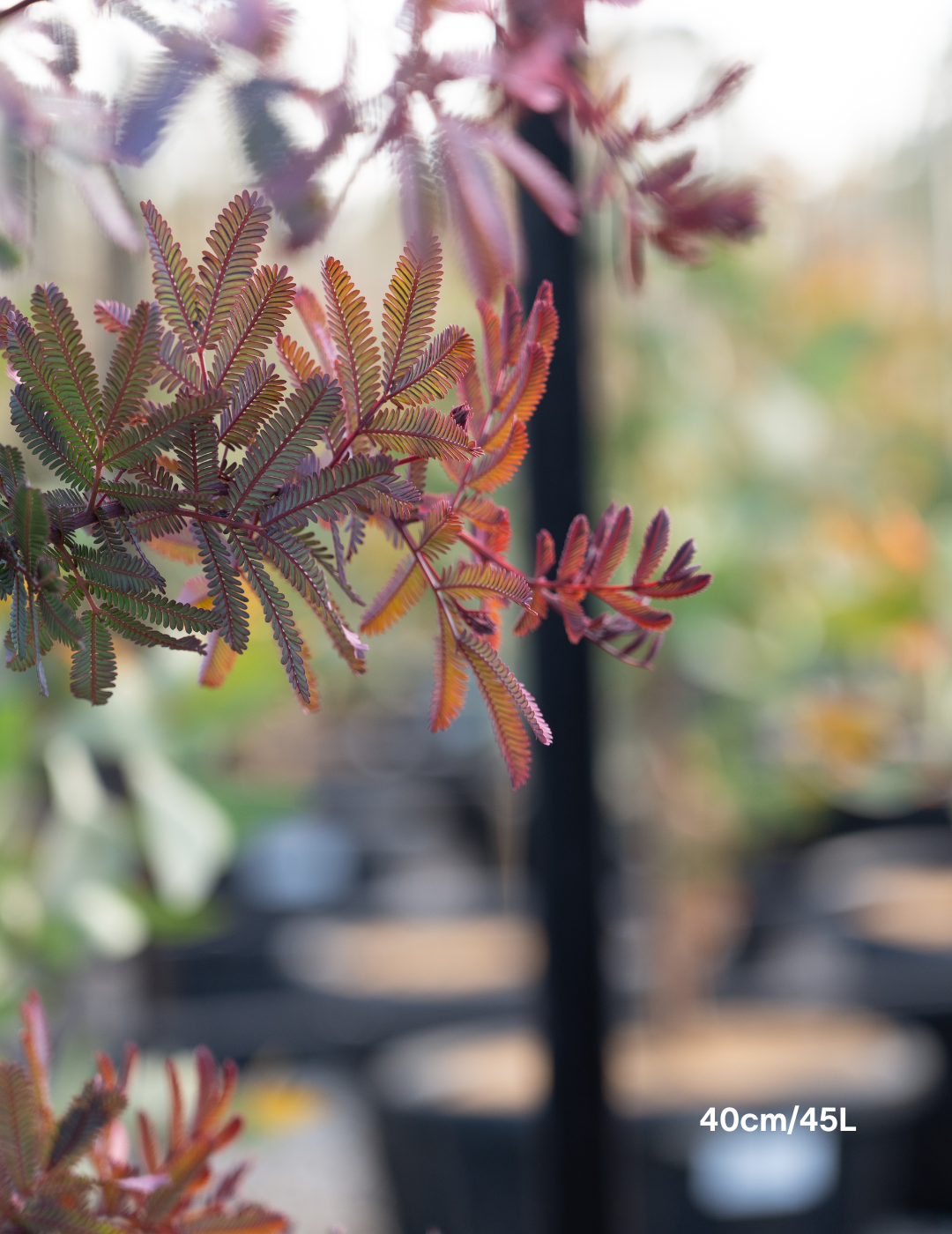 Acacia baileyana purpurea - Purple-Leaf Wattle - Evergreen Trees Direct
