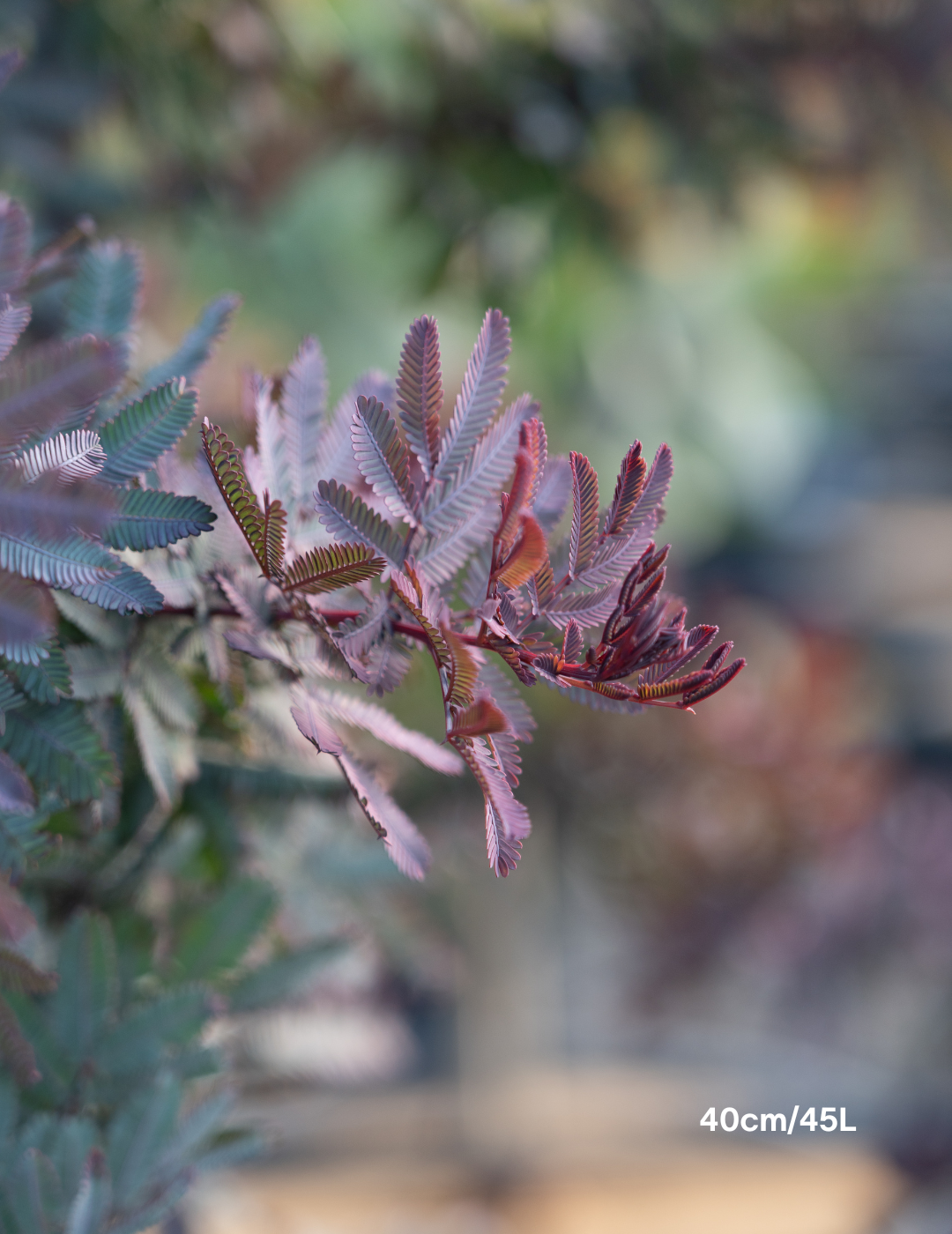 Acacia baileyana purpurea - Purple-Leaf Wattle - Evergreen Trees Direct