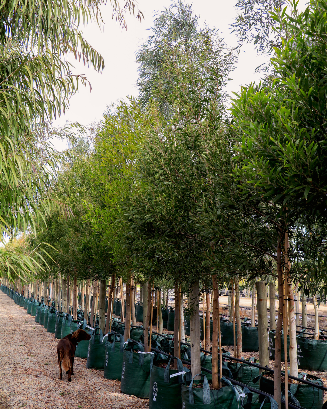 Acacia implexa Lightwood