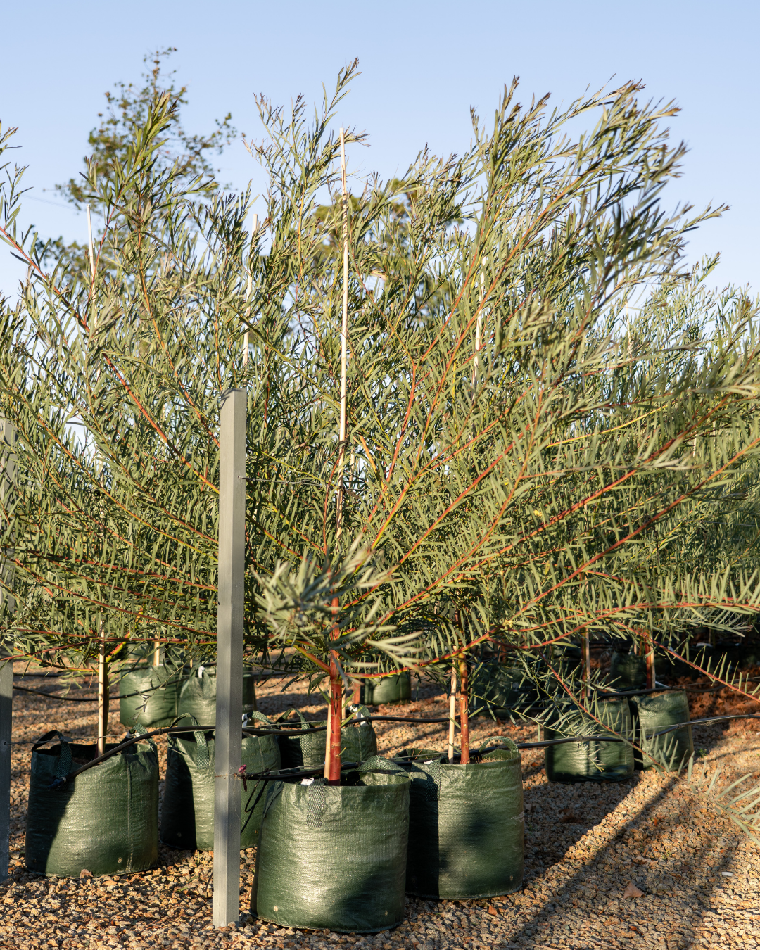 Acacia iteaphylla
