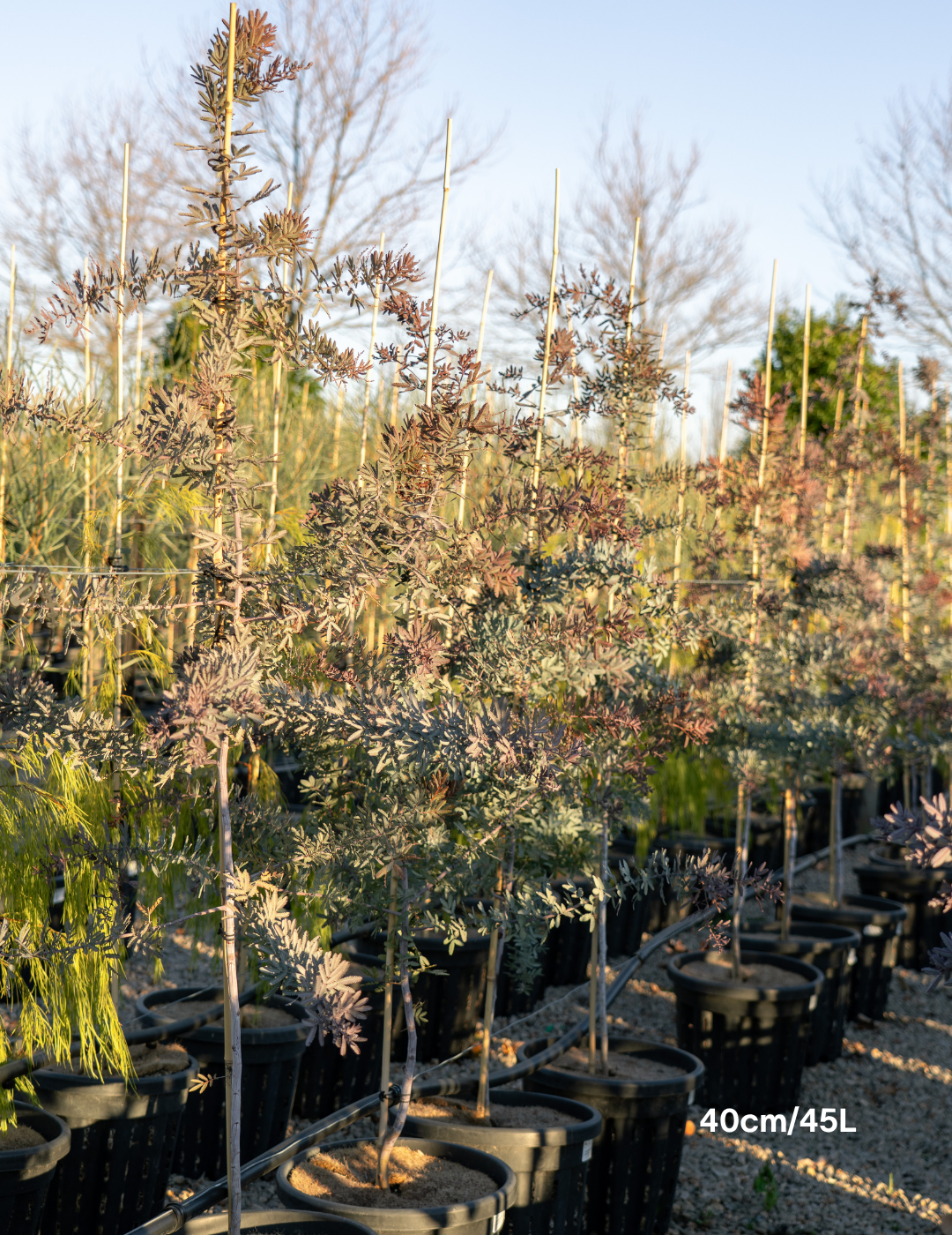 Acacia baileyana purpurea - Purple-Leaf Wattle - Evergreen Trees Direct