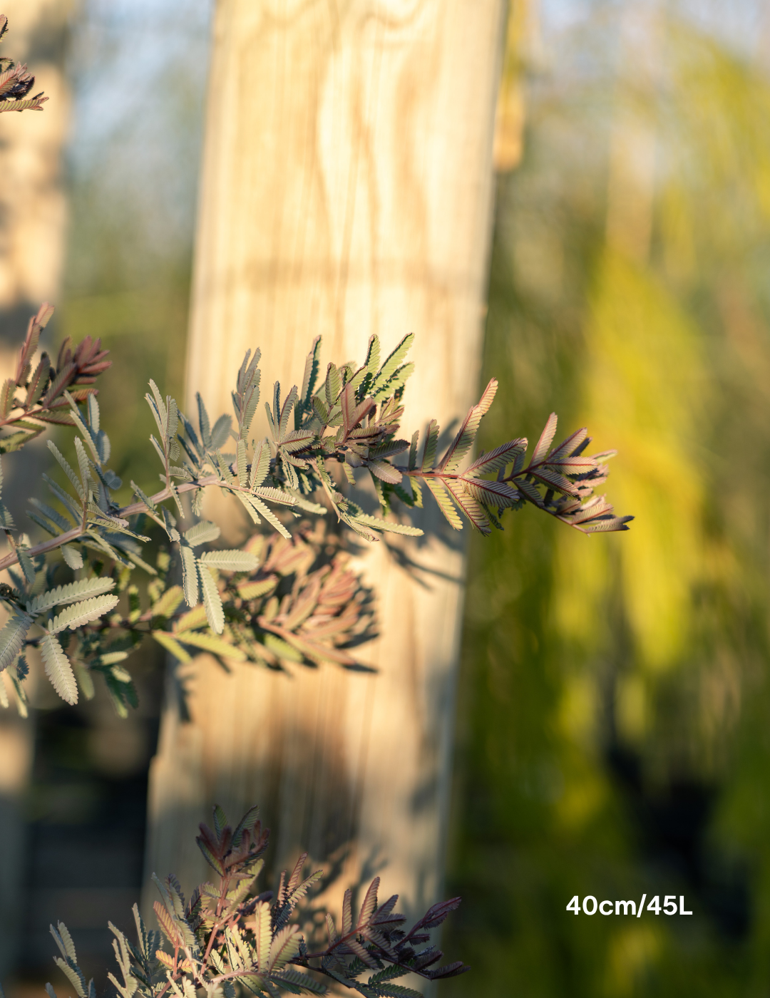 Acacia baileyana purpurea - Purple-Leaf Wattle - Evergreen Trees Direct