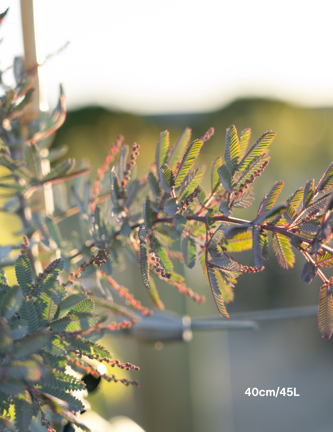 Acacia baileyana purpurea - Purple-Leaf Wattle - Evergreen Trees Direct