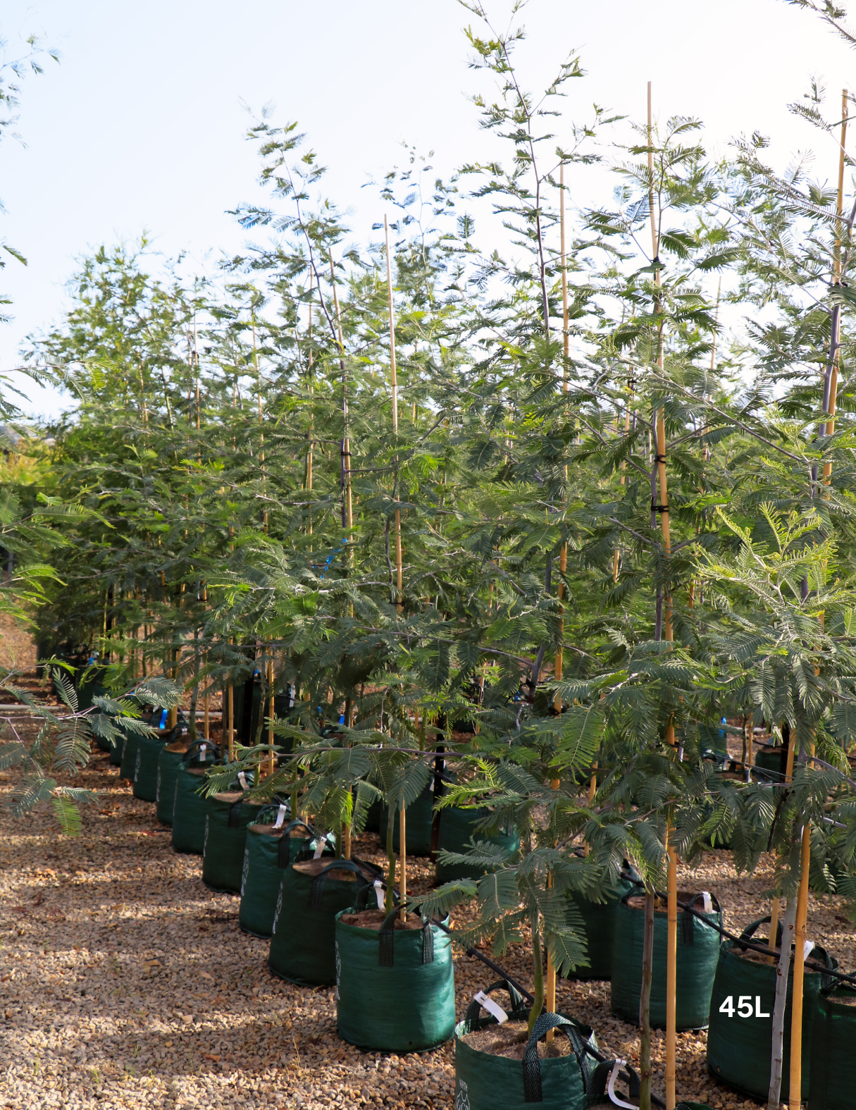 Acacia Mearnsii - Black Wattle - Evergreen Trees Direct