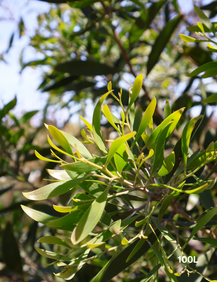 Acacia melanoxylon - Blackwood Acacia