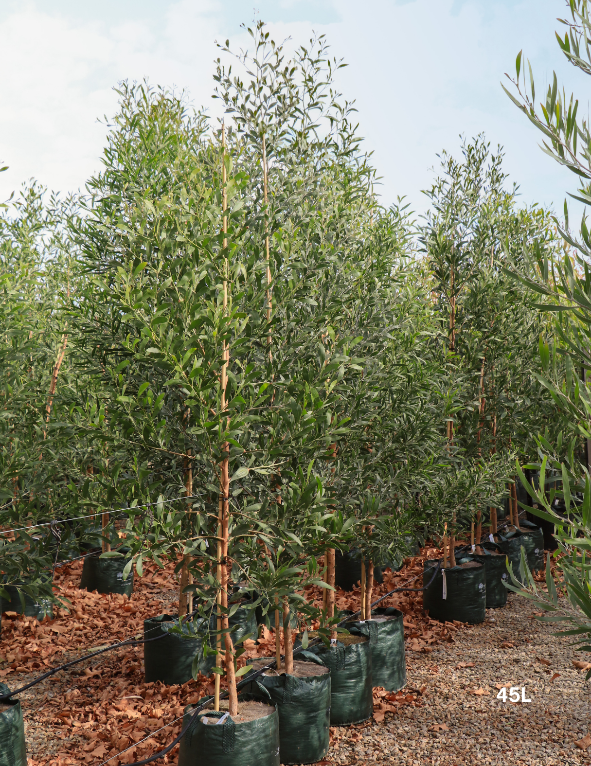 Acacia melanoxylon - Blackwood Acacia - Evergreen Trees Direct