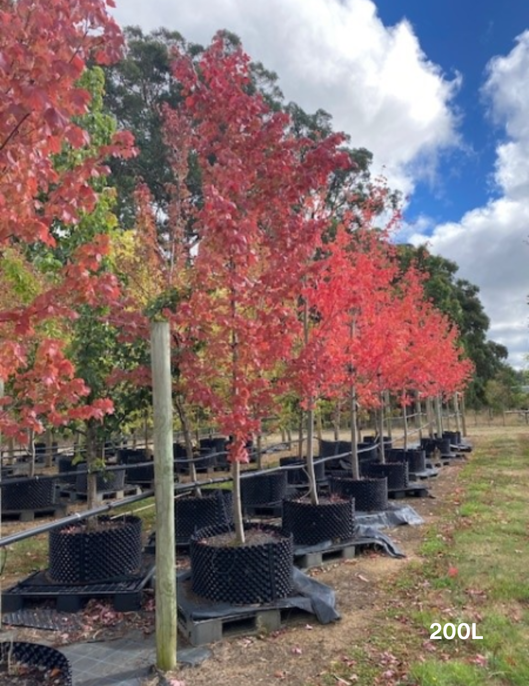 Acer x freemanii 'Jeffersred' Autumn Blaze - Evergreen Trees Direct