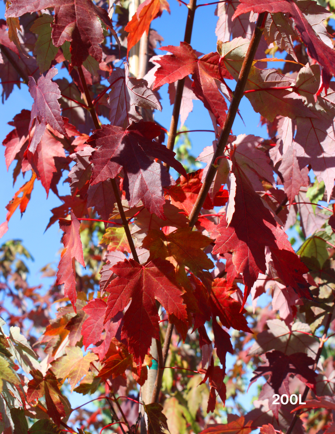 Acer x freemanii 'Jeffersred' Autumn Blaze - Evergreen Trees Direct