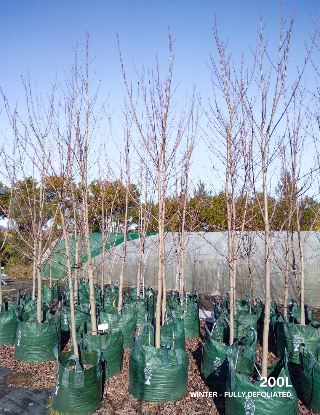 Acer x freemanii 'Jeffersred' Autumn Blaze - Evergreen Trees Direct