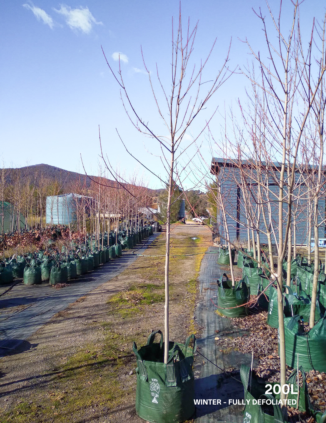 Acer x freemanii 'Jeffersred' Autumn Blaze - Evergreen Trees Direct