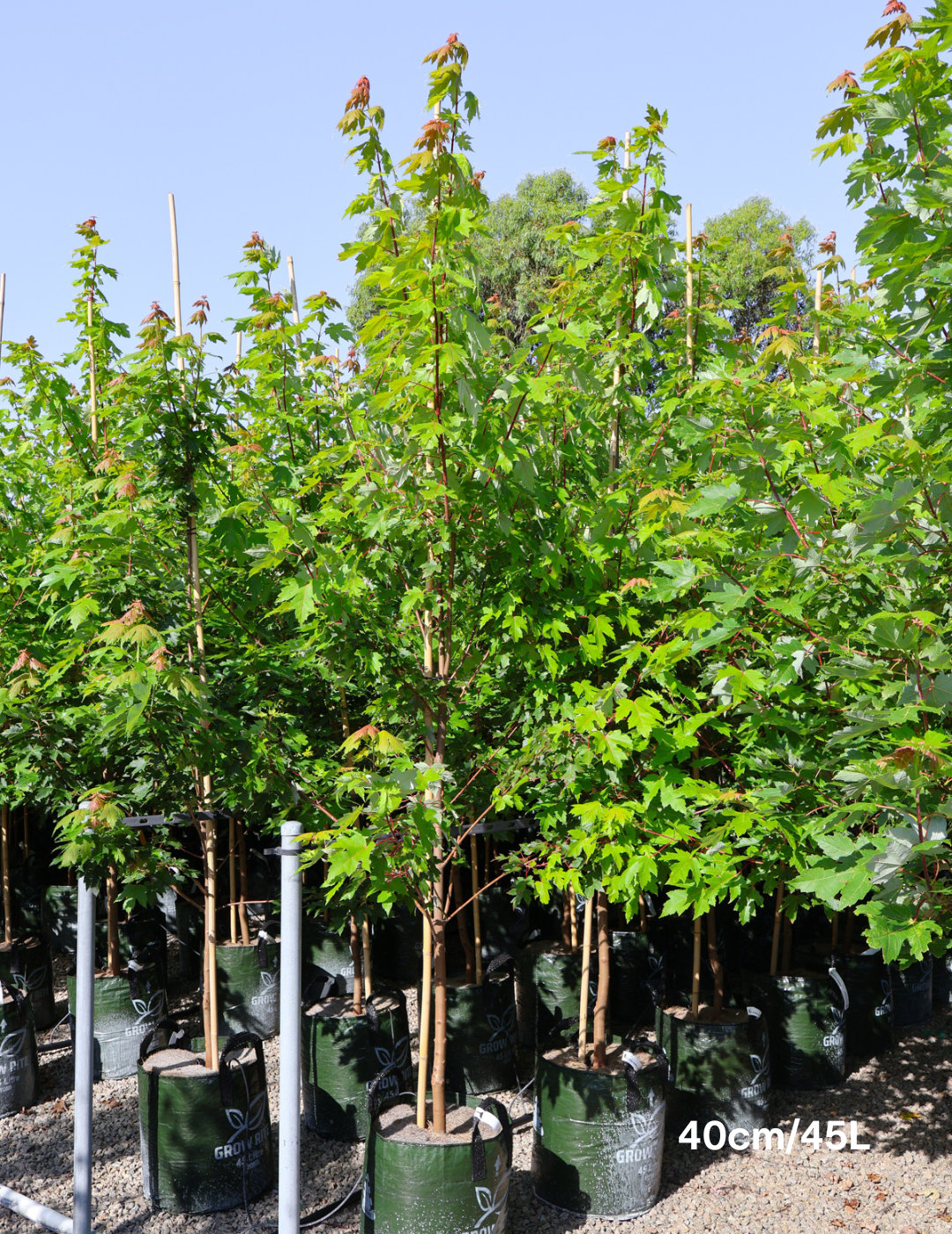 Acer x freemanii 'Jeffersred' Autumn Blaze - Evergreen Trees Direct