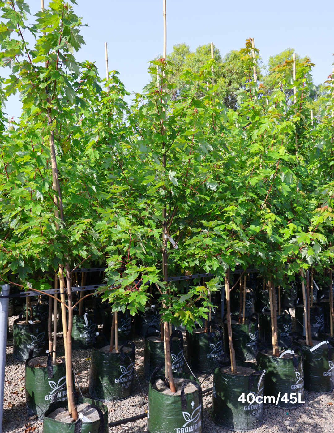 Acer x freemanii 'Jeffersred' Autumn Blaze - Evergreen Trees Direct