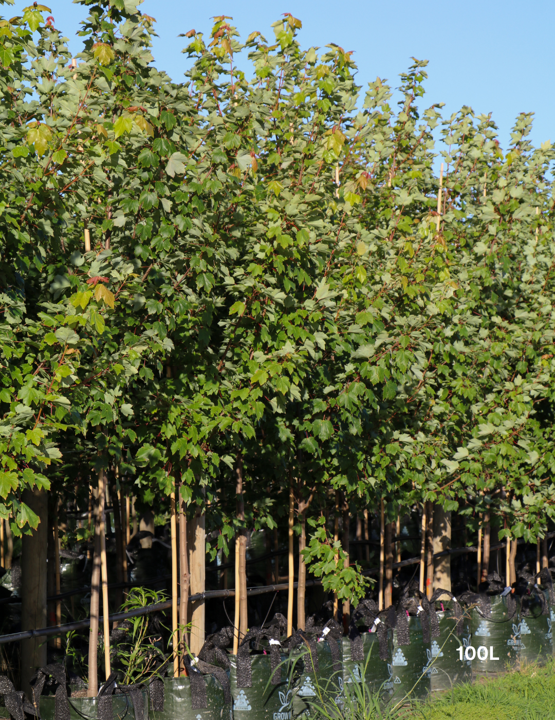 Acer rubrum 'Autumn Red' - Canadian Maple