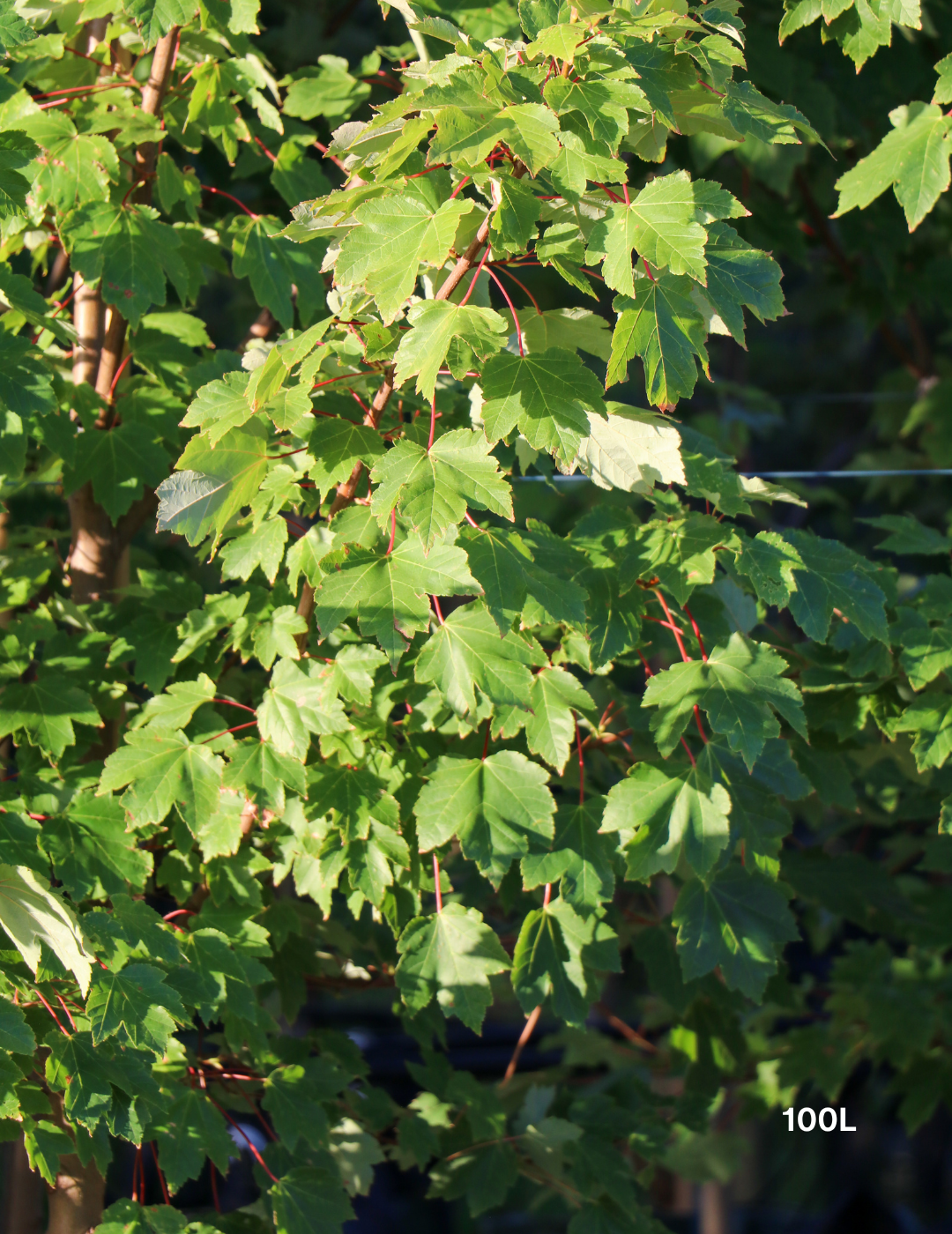 Acer rubrum 'Autumn Red' - Canadian Maple