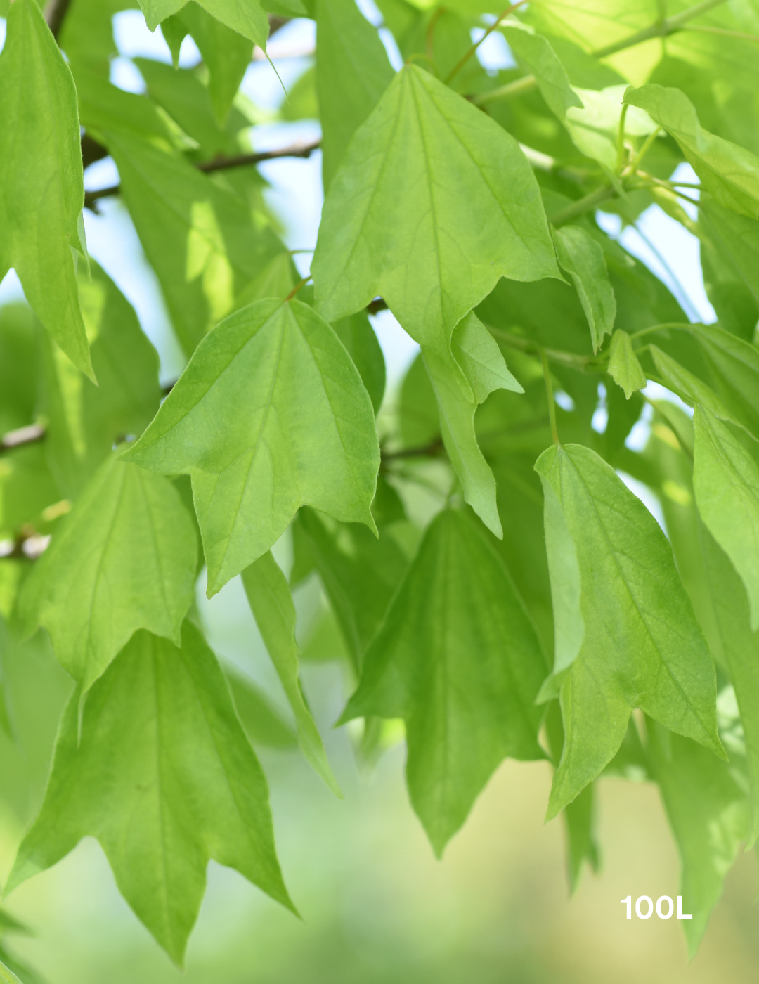 Acer Buergerianum - Trident Maple - Evergreen Trees Direct