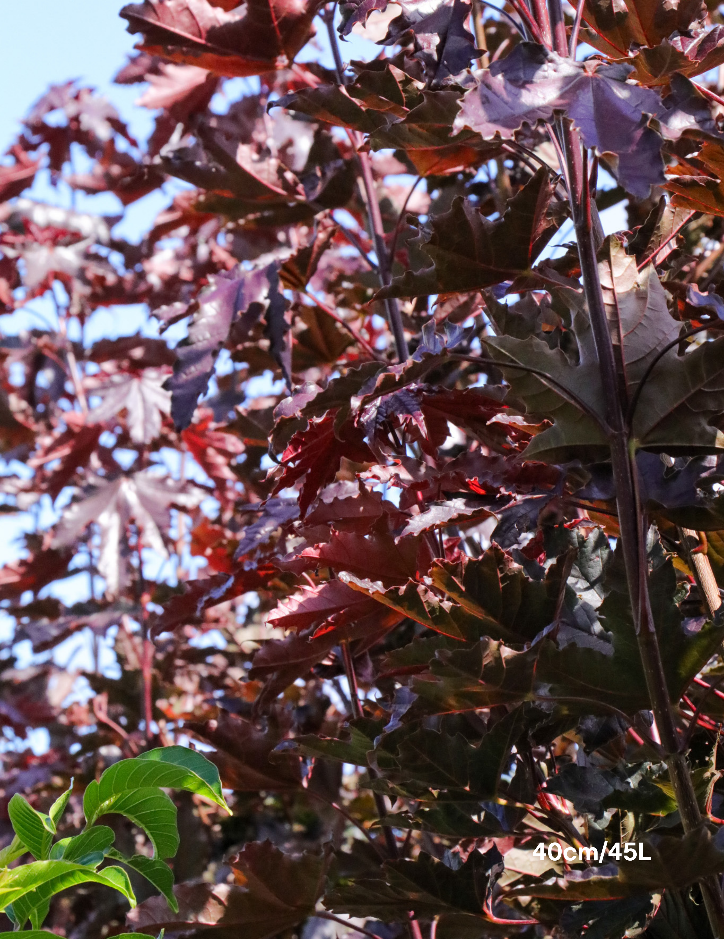 Acer ‘Crimson Sentry’ Maple - Evergreen Trees Direct
