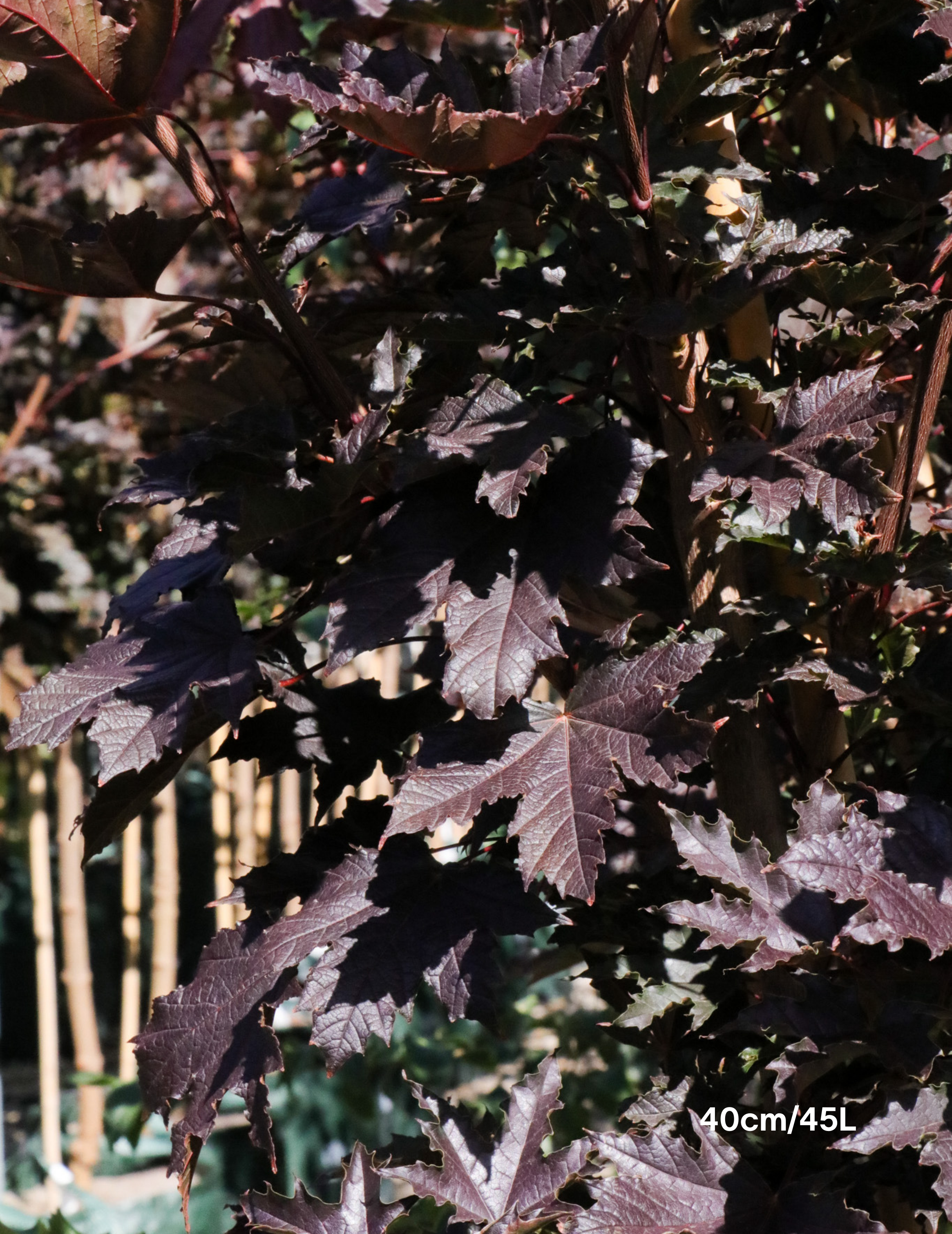 Acer ‘Crimson Sentry’ Maple - Evergreen Trees Direct