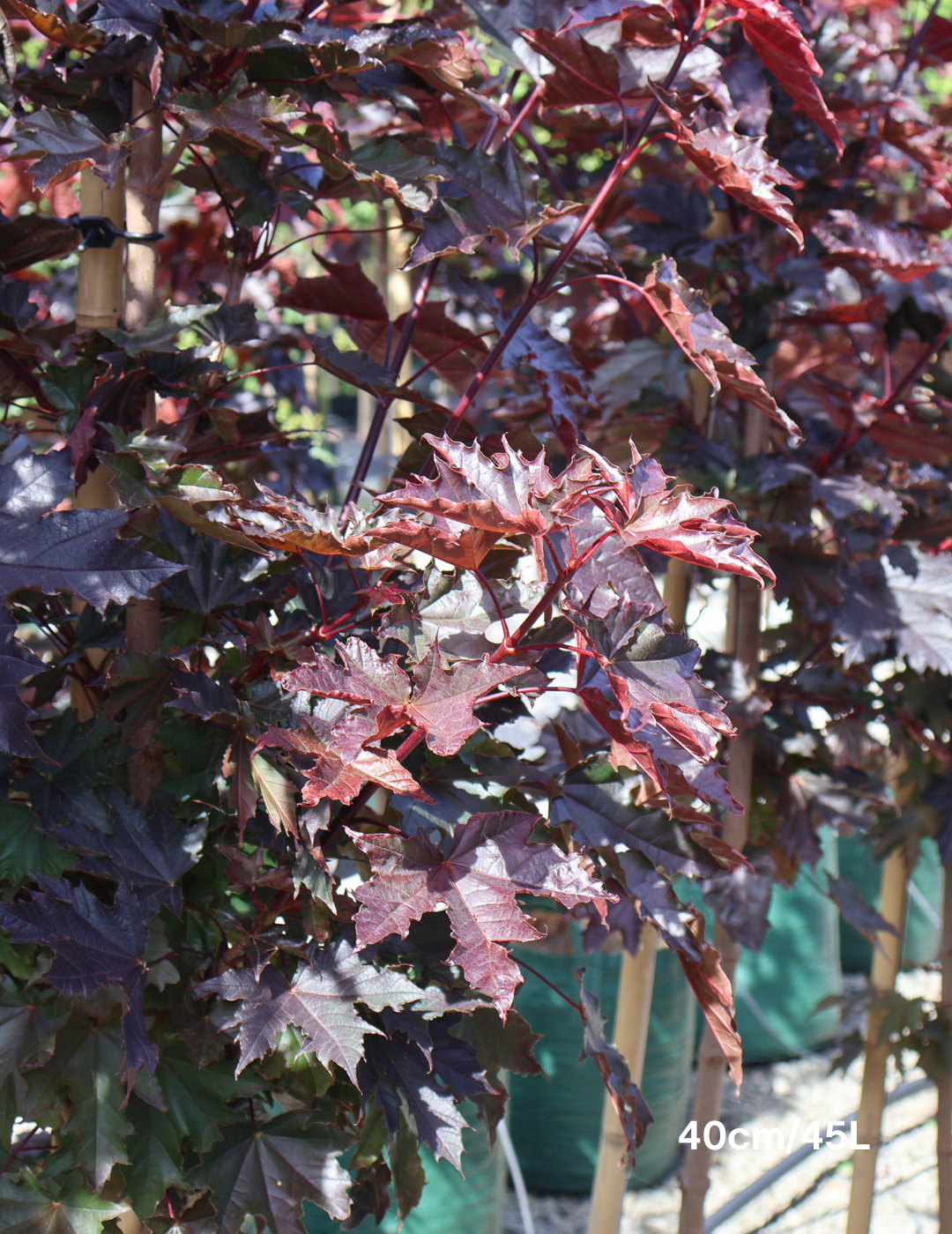 Acer ‘Crimson Sentry’ Maple - Evergreen Trees Direct