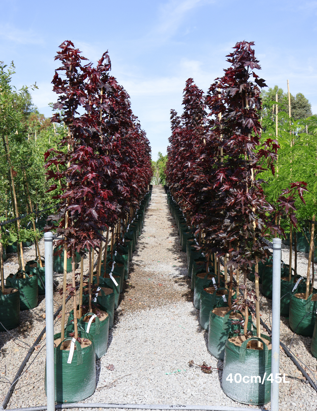 Acer ‘Crimson Sentry’ Maple - Evergreen Trees Direct