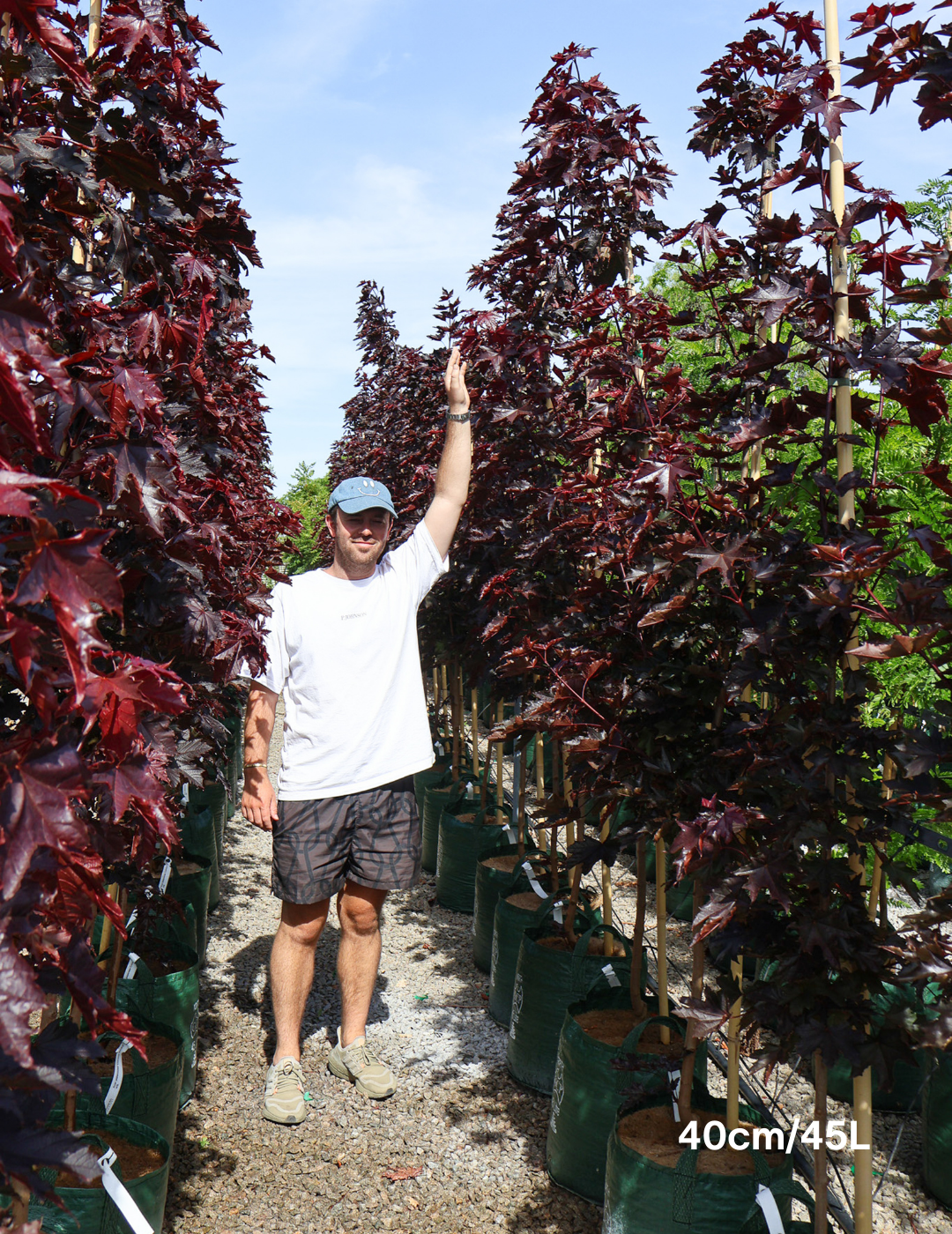 Acer ‘Crimson Sentry’ Maple - Evergreen Trees Direct
