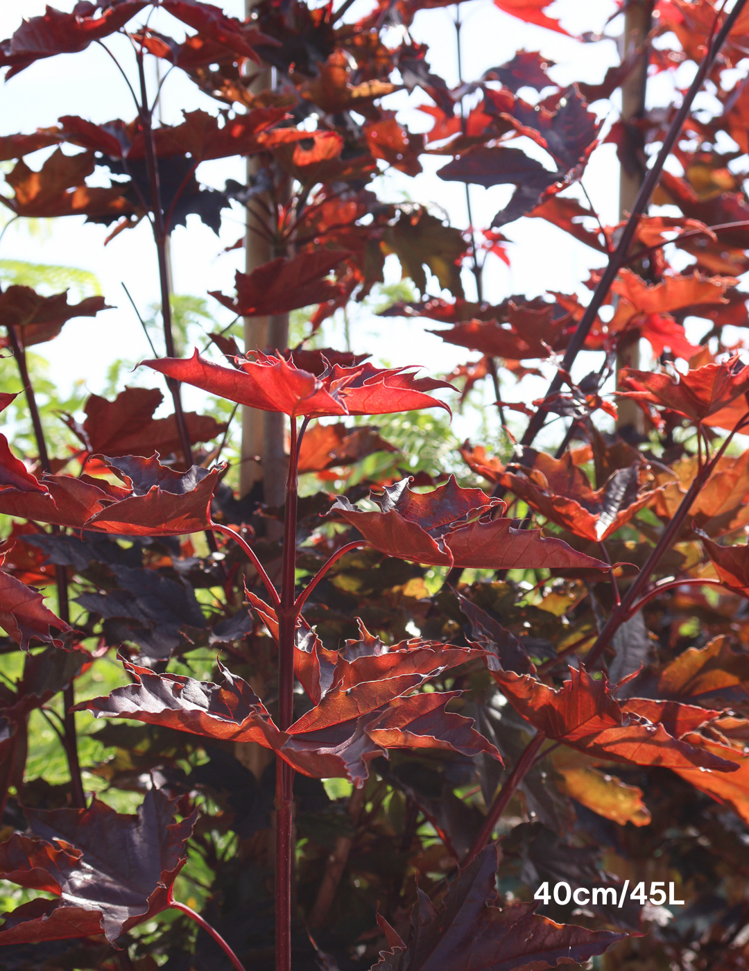 Acer ‘Crimson Sentry’ Maple - Evergreen Trees Direct