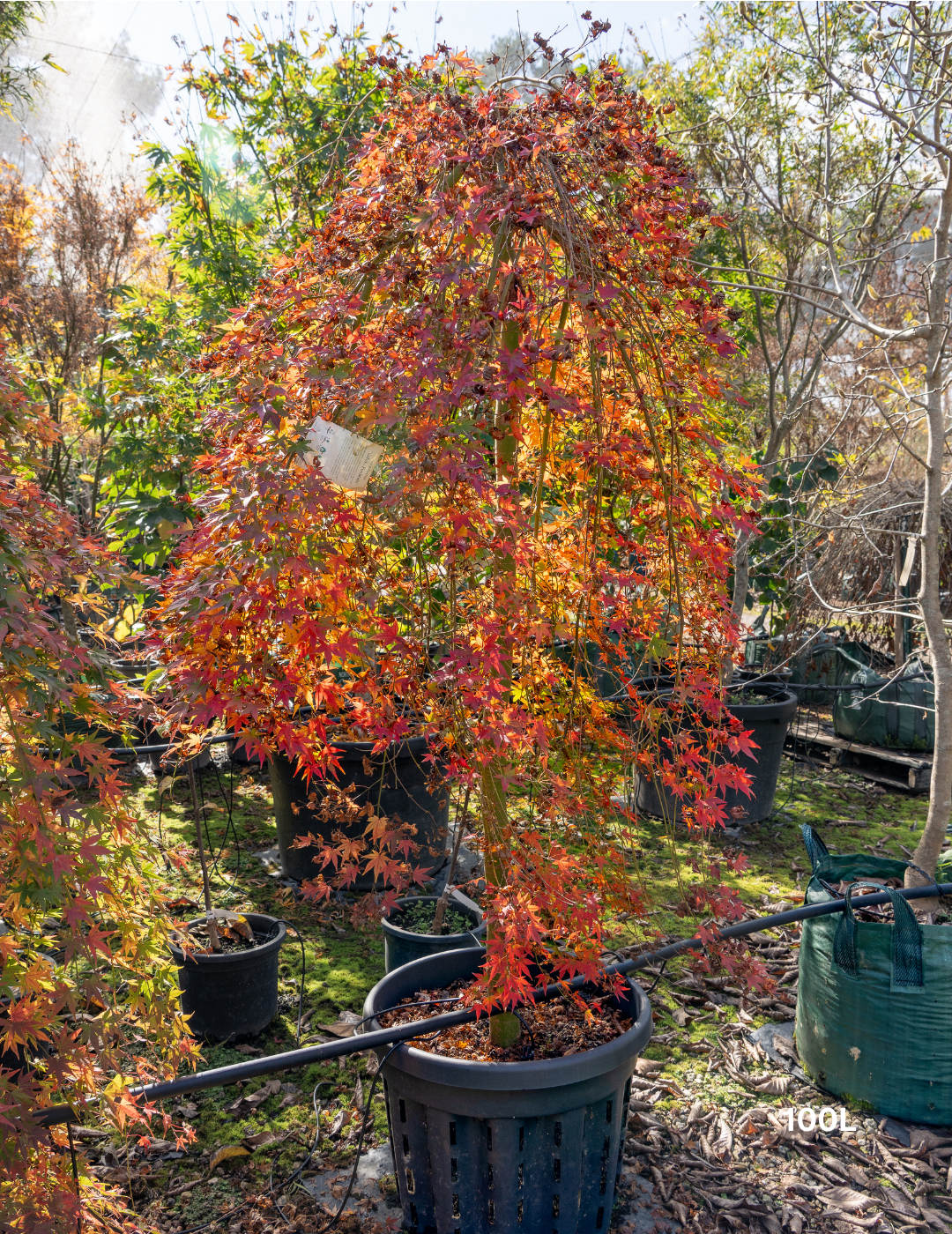Acer palmatum 'Nishiki Fountain' - Variegated Weeping Japanese Maple