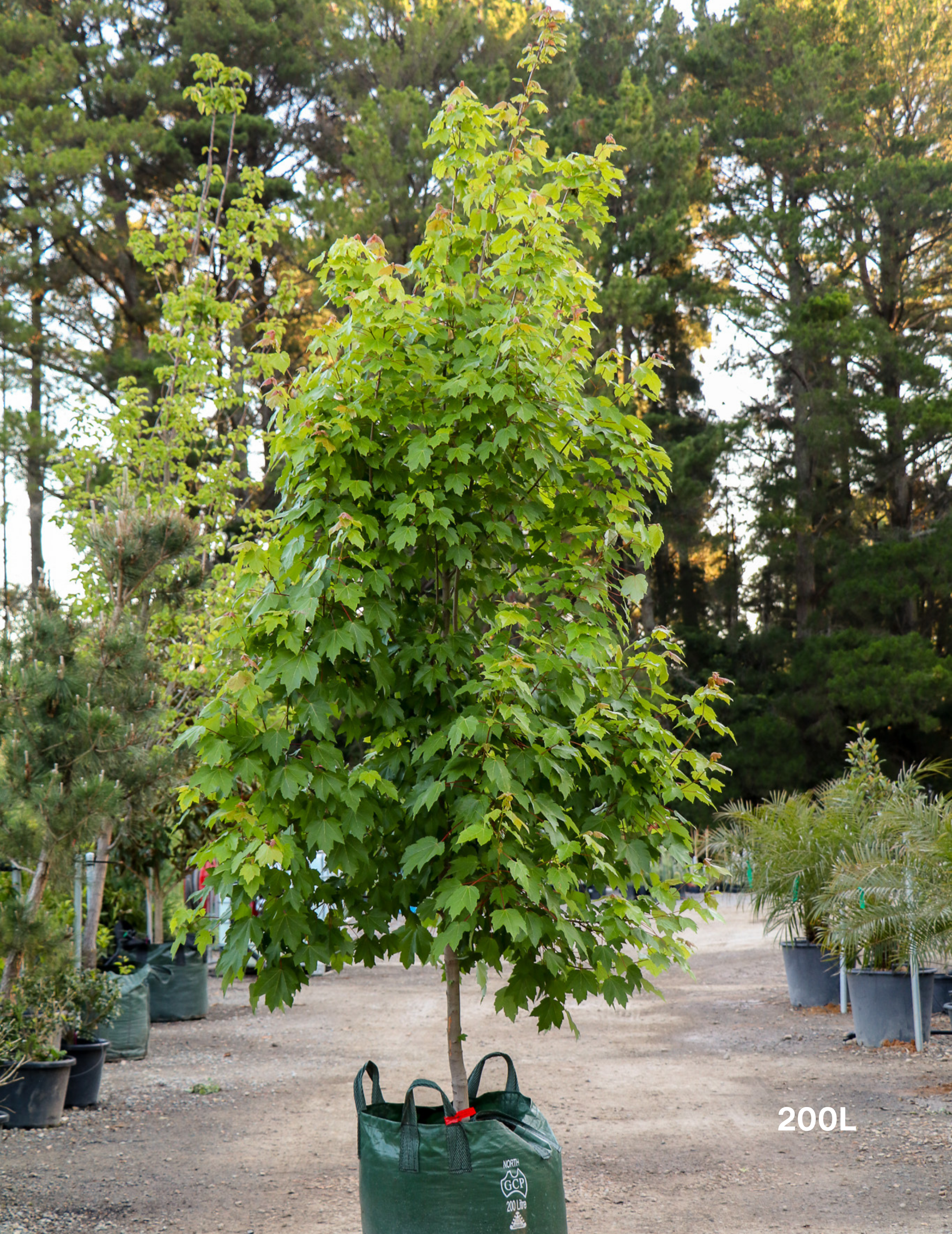 Acer rubrum 'October Glory' - Evergreen Trees Direct