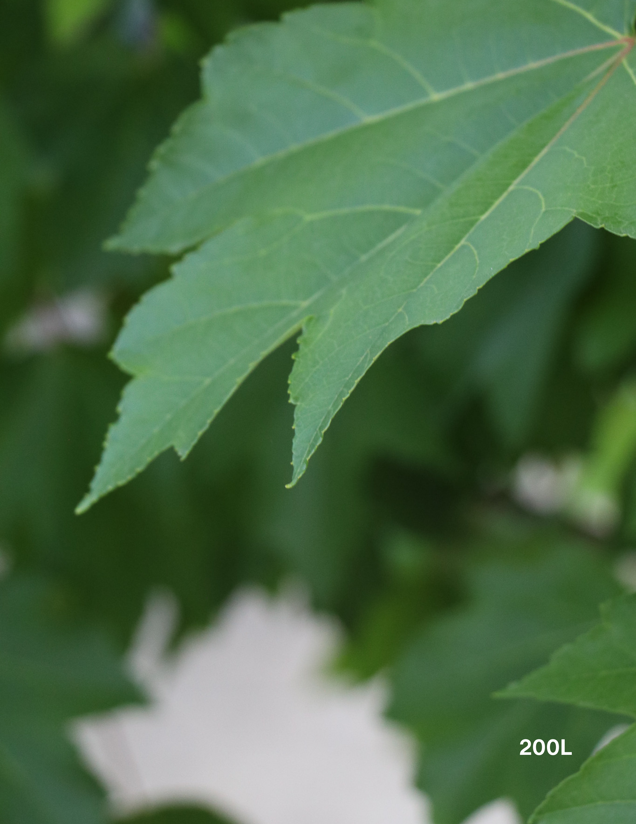 Acer rubrum 'October Glory' - Evergreen Trees Direct